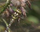 Southern_Hawker